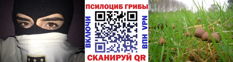 Купить где  Зима  Псилоцибиновые грибы мухоморы 